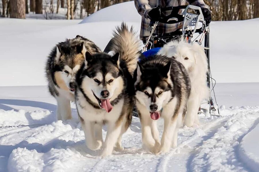 Rovaniemi: Drive Your Own Husky Team (6–10 km) & BBQ - Thermal overalls, warm drinks, and Lapland BBQ by the fire