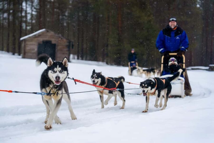 Rovaniemi: Drive Your Own Husky Team (6–10 km) & BBQ - Timing reality check: 5 hours on paper, different on the clock