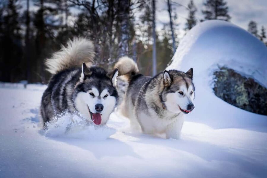 Rovaniemi: Drive Your Own Husky Team (6–10 km) & BBQ - Price and value: what you’re really paying for at $239 per person