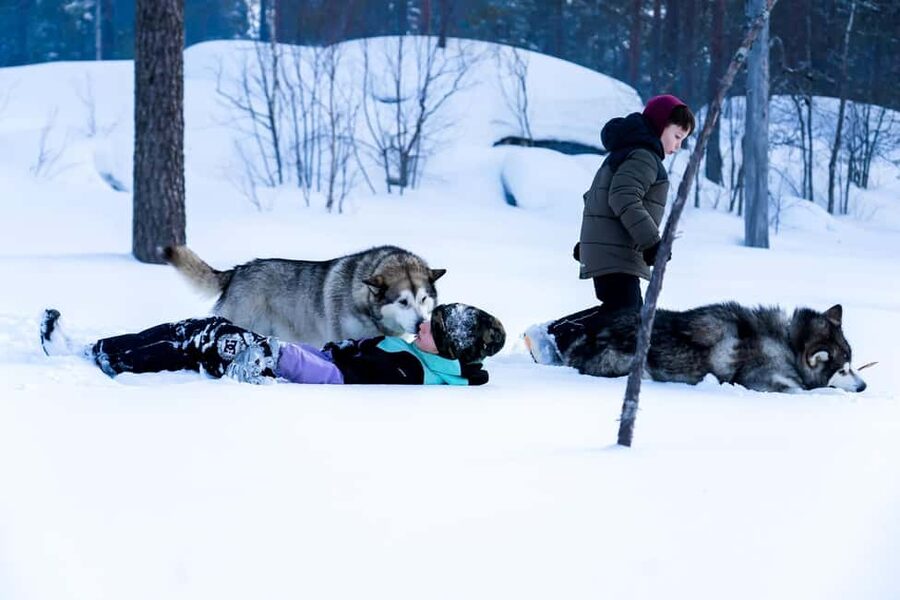 Rovaniemi: Drive Your Own Husky Team (6–10 km) & BBQ - Who should book this, and who should think twice