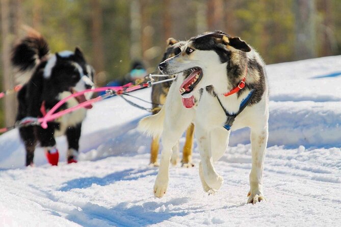 Rovaniemi: Drive Your Own Husky Team (6–10 km) & BBQ - The 2025 4×4 van pickup: comfort that actually helps