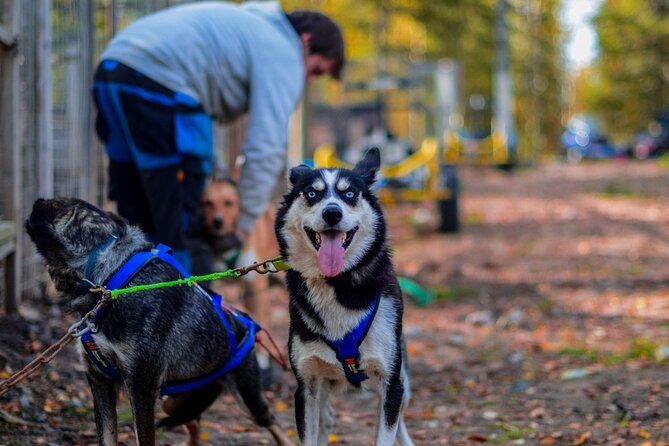 Rovaniemi: Drive Your Own Husky Team (Autumn) & BBQ - Key moments to expect