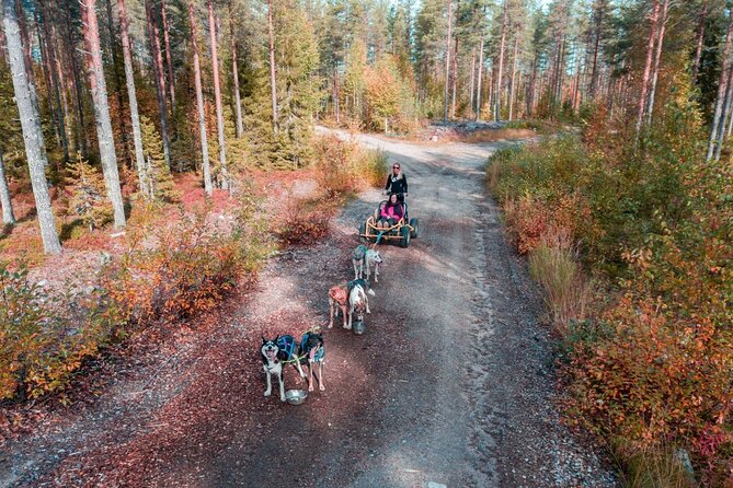 Rovaniemi: Drive Your Own Husky Team (Autumn) & BBQ - Autumn huskies in Rovaniemi: the “hands-on” difference