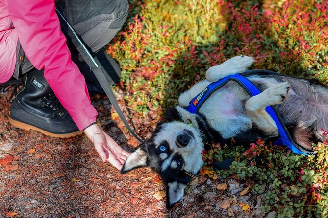 Rovaniemi: Drive Your Own Husky Team (Autumn) & BBQ - Price and value: what $264-ish buys you