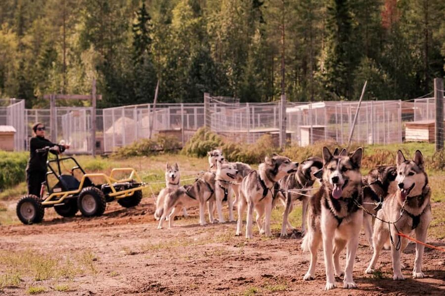 Rovaniemi: Drive Your Own Husky Team (Autumn) & BBQ - When You’re Done Driving: Hot Drinks and Lapland BBQ by the Fire