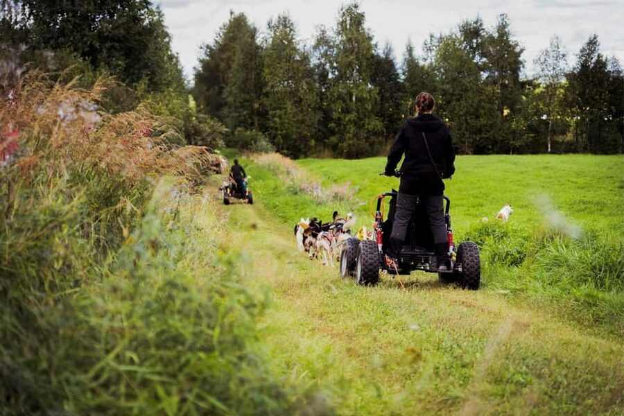 Rovaniemi: Drive Your Own Husky Team (Autumn) & BBQ - What You’ll Learn About Husky Life in the Arctic