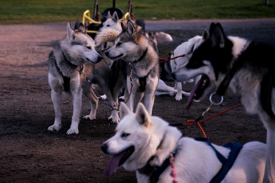 Rovaniemi: Drive Your Own Husky Team (Autumn) & BBQ - Price and Value: Is $258 Per Person Worth It?
