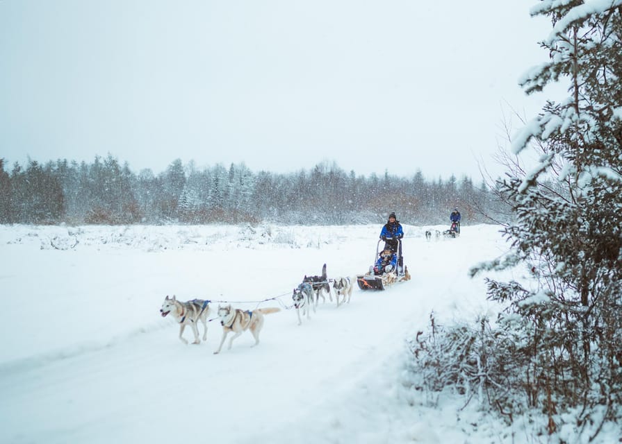 Rovaniemi: Early Winter Husky Sled Ride - Key things I’d plan around before you go