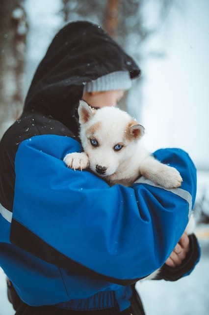 Rovaniemi: Early Winter Husky Sled Ride - Why early-season sledding feels special (and what stored snow changes)