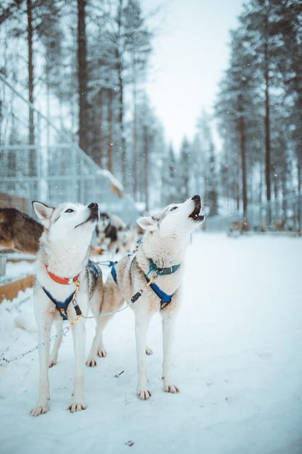 Rovaniemi: Early Winter Husky Sled Ride - The “musher” part: driving your own sled (and how not to overthink it)