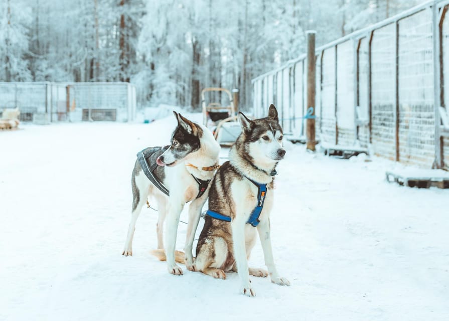 Rovaniemi: Early Winter Husky Sled Ride - Who this tour fits best (and who should skip it)