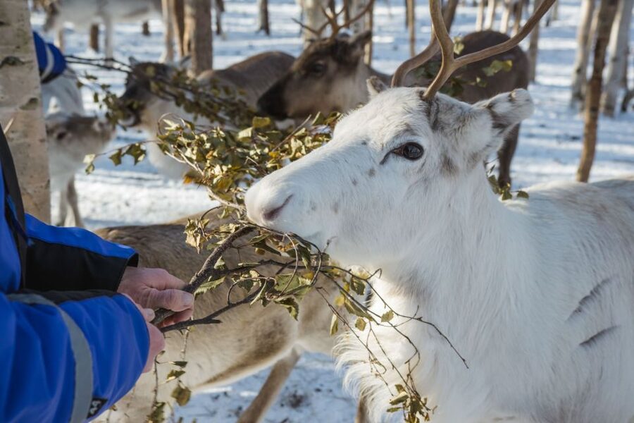 Rovaniemi: Evening Reindeer Safari - Key Highlights You’ll Feel During the Safari