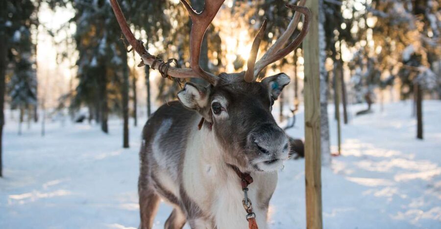 Rovaniemi: Evening Reindeer Safari - Why This Evening Reindeer Safari Works So Well in Lapland