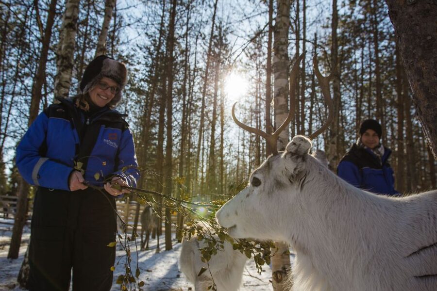 Rovaniemi: Evening Reindeer Safari - The 3 km Sleigh Ride Through Silent Winter