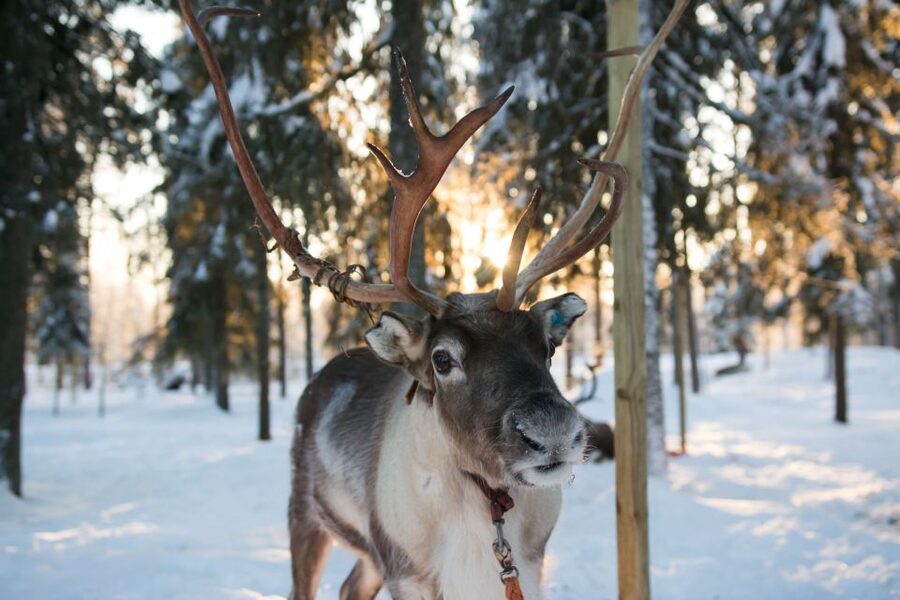 Rovaniemi: Evening Reindeer Safari - What You’ll Need (And What You Don’t)