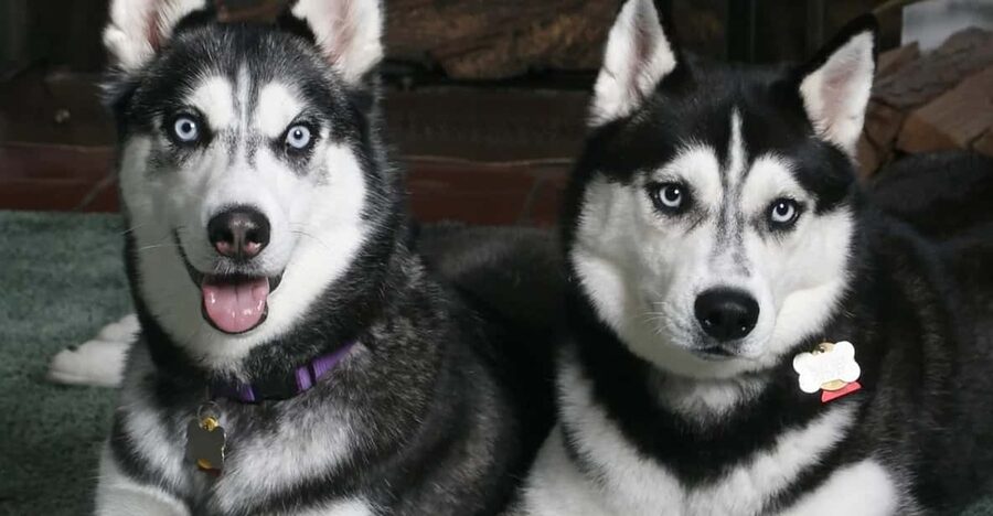 Rovaniemi: Family Friendly Husky Ride and Farm Visit - Quick takeaways (what matters most)