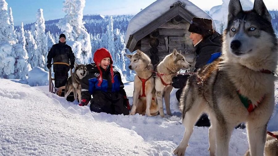Rovaniemi: Family Friendly Husky Ride and Farm Visit - A 1.5-hour husky farm stop in Rovaniemi