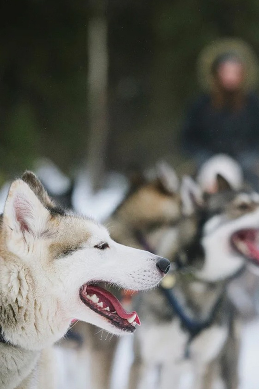 Rovaniemi: Family Friendly Husky Ride and Farm Visit - What to wear: warm layers beat fancy boots