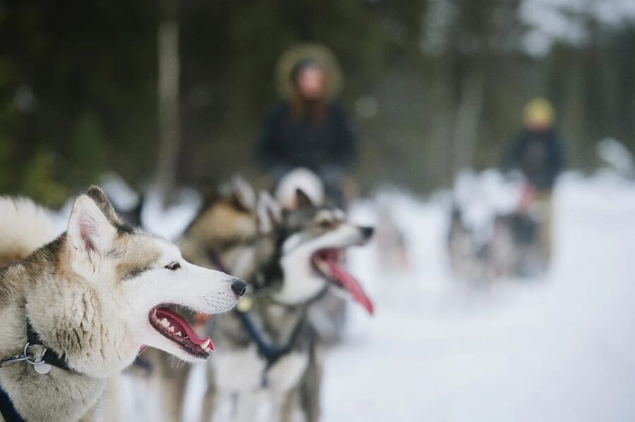 Rovaniemi: Family Friendly Husky Ride and Farm Visit - Cuddles and photos: how to get the most out of the close-up time