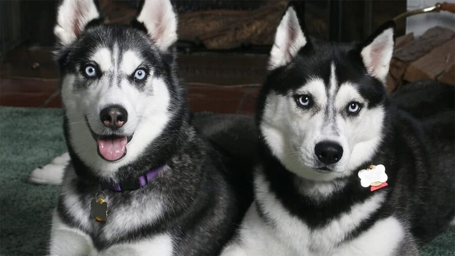 Rovaniemi: Family Friendly Husky Ride and Farm Visit - Family-friendly energy: who this suits best