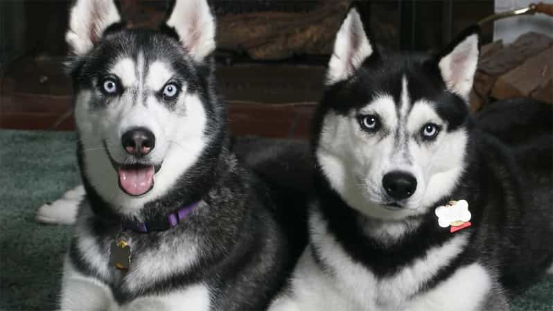 Rovaniemi: Family Friendly Husky Ride and Farm Visit - Pickup at Nordic Unique Travels and the real-world timing