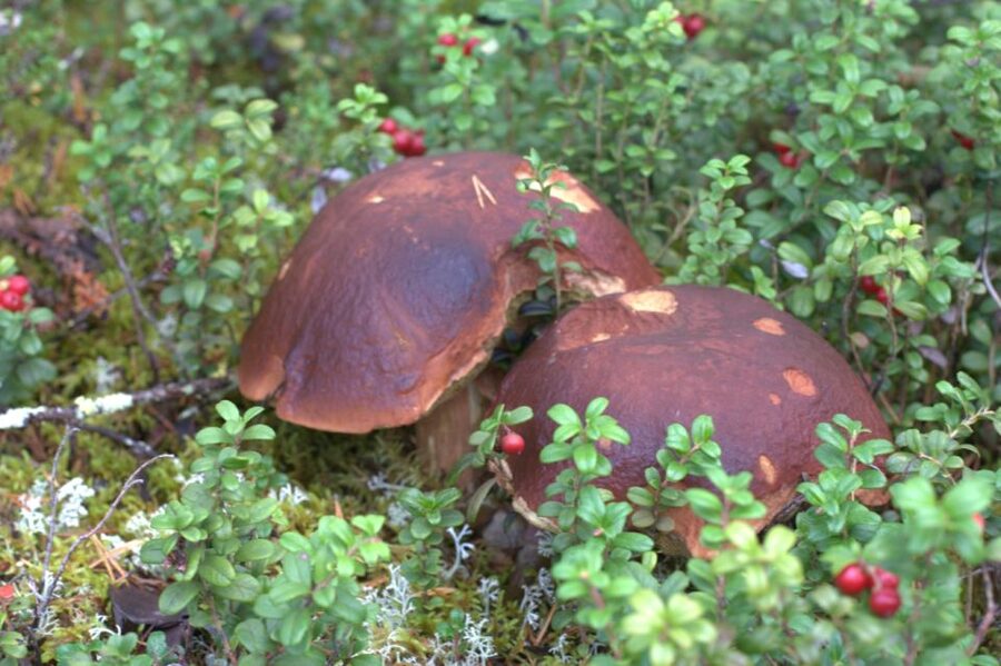 Rovaniemi forest foraging adventure: Pick, Prepare, Savor - Why this Rovaniemi forest foraging feels like real Lapland