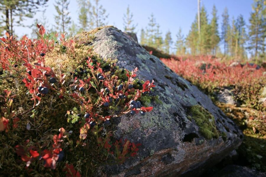 Rovaniemi forest foraging adventure: Pick, Prepare, Savor - The mushroom hunt: luck, seasons, and the soup payoff