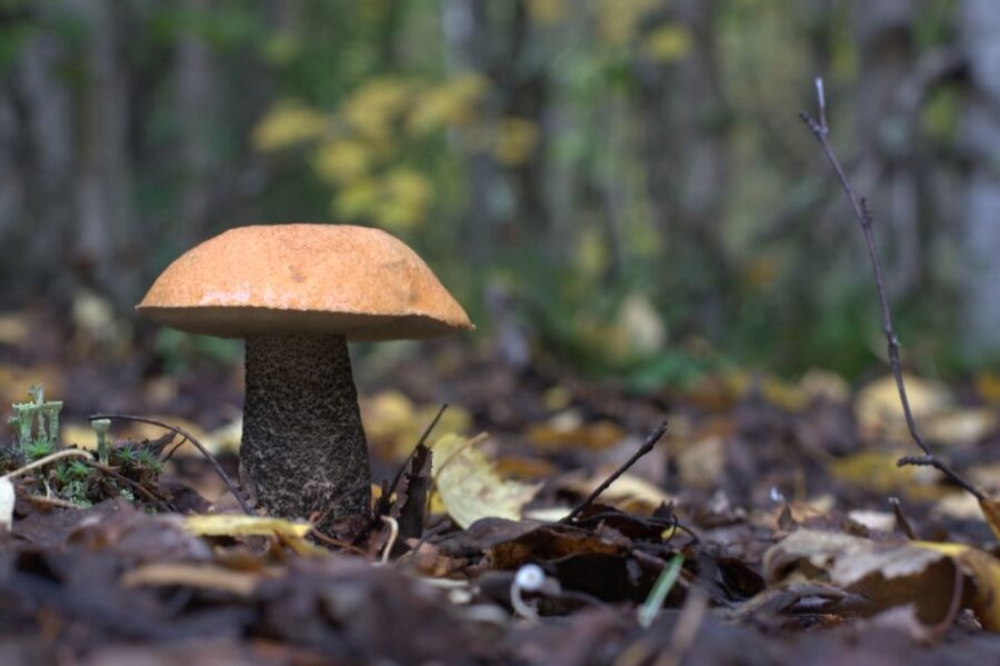 Rovaniemi forest foraging adventure: Pick, Prepare, Savor - Who should book this forest foraging adventure