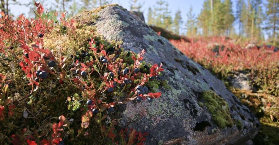 Rovaniemi forest foraging adventure: Pick, Prepare, Savor - Final verdict: should you book it?