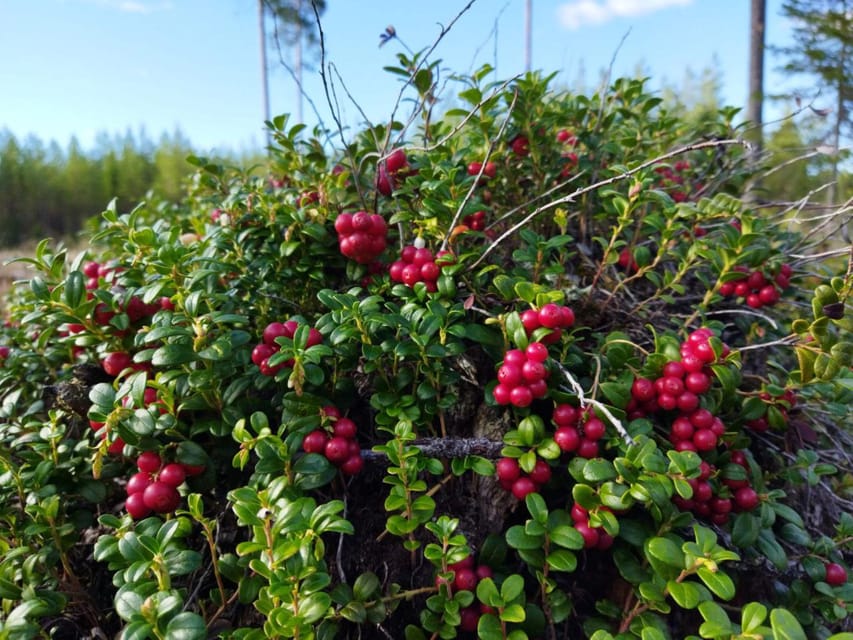 Rovaniemi forest foraging adventure: Pick, Prepare, Savor - FAQ