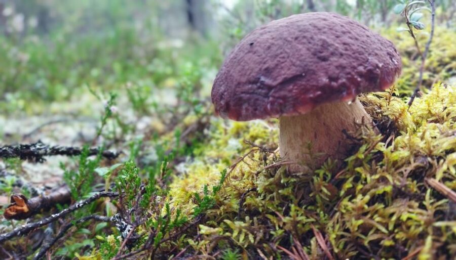 Rovaniemi forest foraging adventure: Pick, Prepare, Savor - Price and time: what $135 gets you in 3 hours