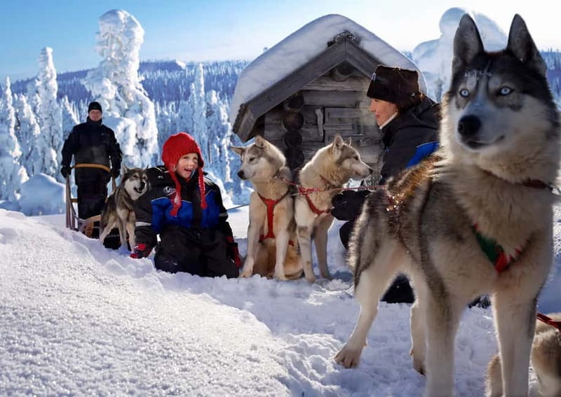 Rovaniemi: Full-Day Highlights Tour with Buffet Lunch - Transport Comfort and the Winter Reality