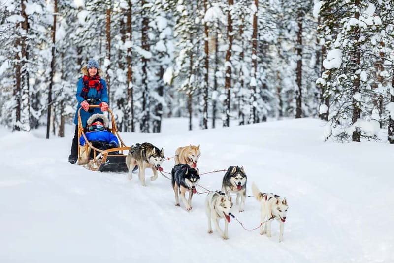 Rovaniemi: Full-Day Highlights Tour with Buffet Lunch - Reindeer Sleigh Ride: Slower Pace Into the Nature
