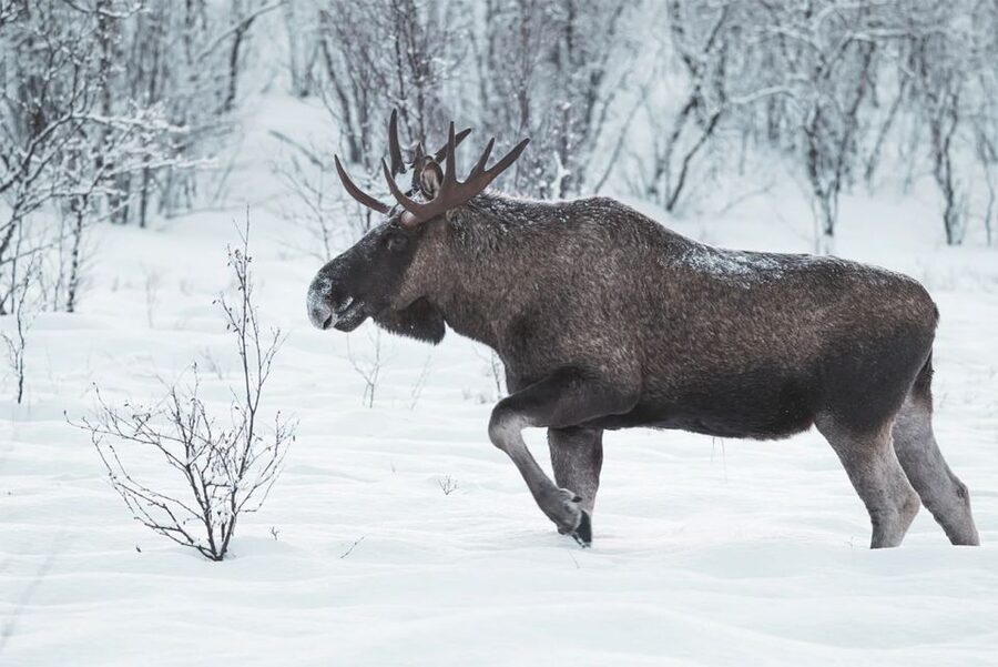 Rovaniemi: Full-Day Highlights Tour with Buffet Lunch - Santa Claus Village: Arctic Circle Crossing, Post Office, and the Meet