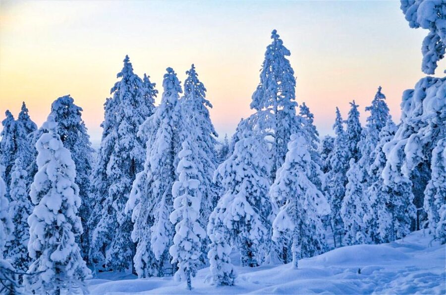 Rovaniemi: Guided Wilderness Snowmobile Ride - Key takeaways before you book