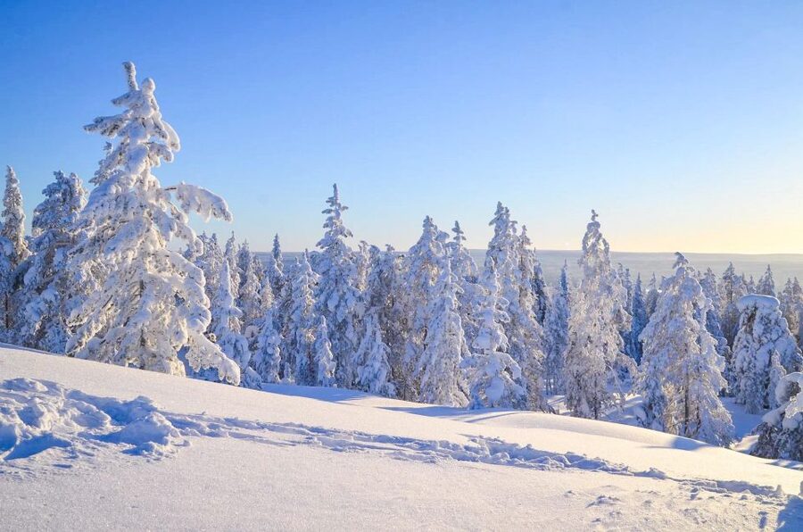 Rovaniemi: Guided Wilderness Snowmobile Ride - Who this is best for (and who should pass)