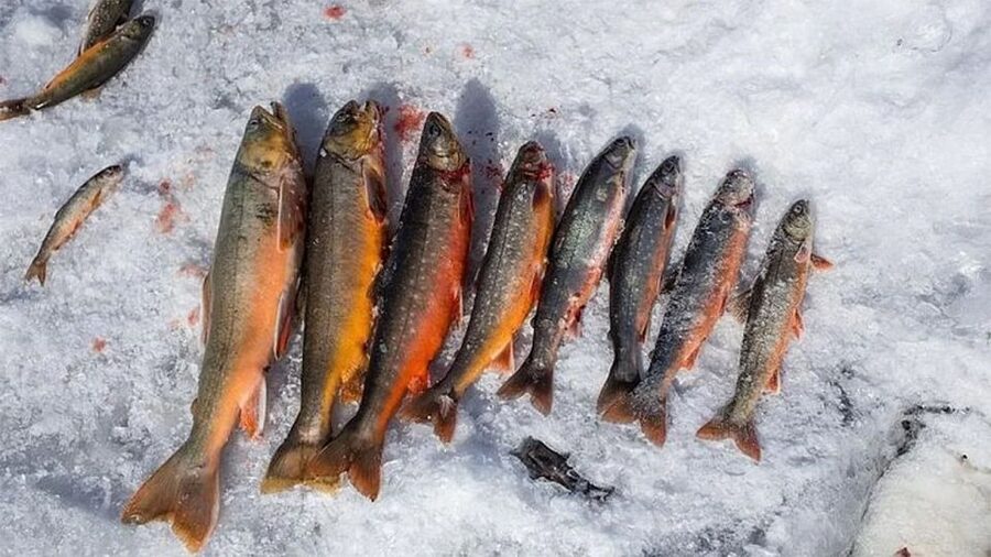 Rovaniemi: Half-Day Snowmobile & Ice Fishing Experience - Key takeaways before you go