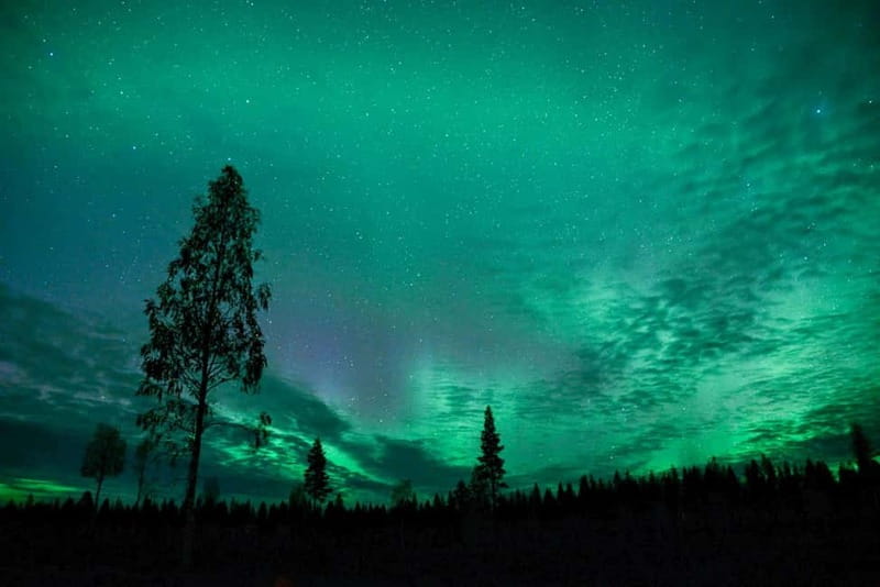 Rovaniemi: Horse Sleigh Ride under the Night Sky - Key highlights worth booking for