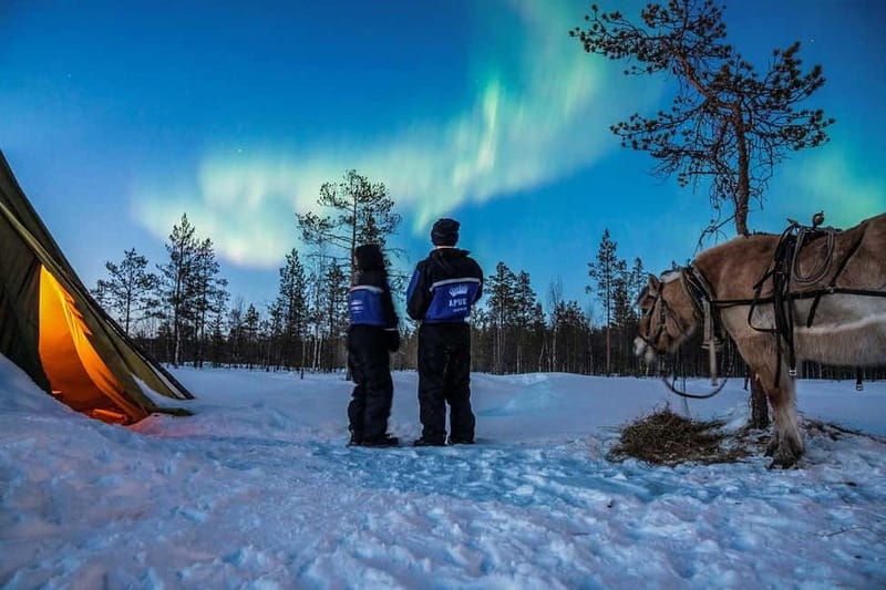 Rovaniemi: Horse Sleigh Ride under the Night Sky - Rovaniemi Lapland, but make it quiet: why this night-sky ride works
