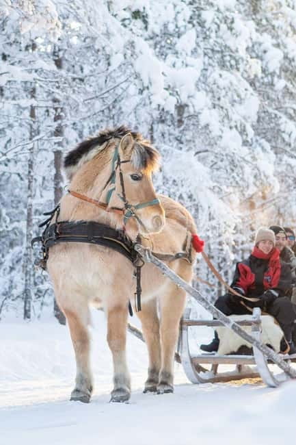 Rovaniemi: Horse Sleigh Ride under the Night Sky - The horse sleigh ride: 2.5 hours of moving through the Arctic night