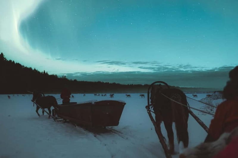 Rovaniemi: Horse Sleigh Ride under the Night Sky - Price and logistics: how to judge if it fits your trip