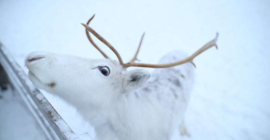 Rovaniemi: Husky and reindeer farm visit with sleigh rides - Key highlights worth planning around