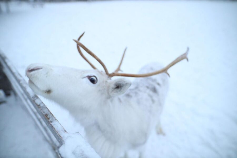 Rovaniemi: Husky and reindeer farm visit with sleigh rides - Rovaniemi husky + reindeer day in 4 hours: the real vibe