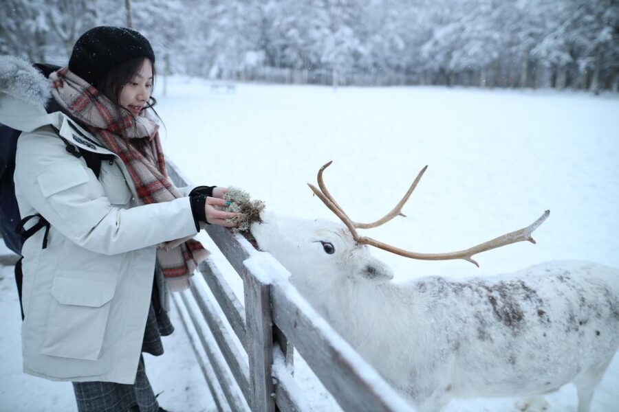 Rovaniemi: Husky and reindeer farm visit with sleigh rides - Husky park visit: what you learn and how the 1km ride fits in