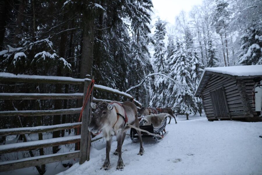 Rovaniemi: Husky and reindeer farm visit with sleigh rides - Reindeer farm stop: feeding, gentle handling, and the 400m ride