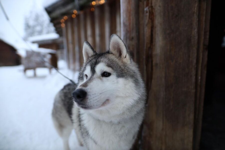 Rovaniemi: Husky and reindeer farm visit with sleigh rides - Who should book this tour (and who might want something else)