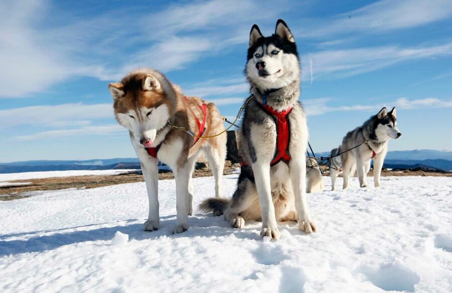 Rovaniemi: Husky and Reindeer farm with sleigh ride - Lappish Kota Storytelling: The Why Behind the Animals