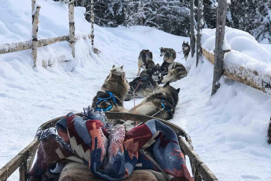 Rovaniemi: Husky Experience and Sled Ride with Pro Photos - Key highlights you should care about
