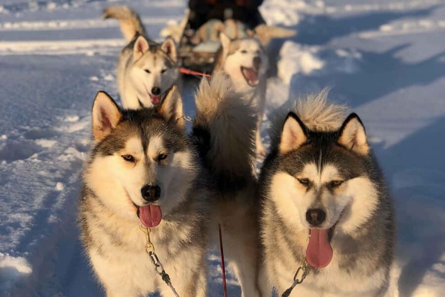 Rovaniemi: Husky Experience and Sled Ride with Pro Photos - Husky life in Rovaniemi, done the small-kennel way