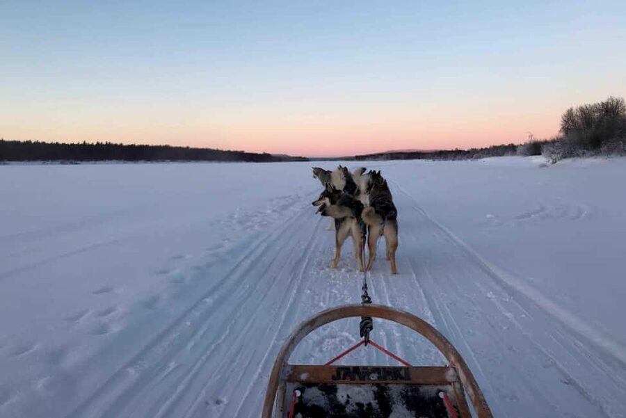 Rovaniemi: Husky Experience and Sled Ride with Pro Photos - The 3 km sled ride: what it feels like and how it’s paced